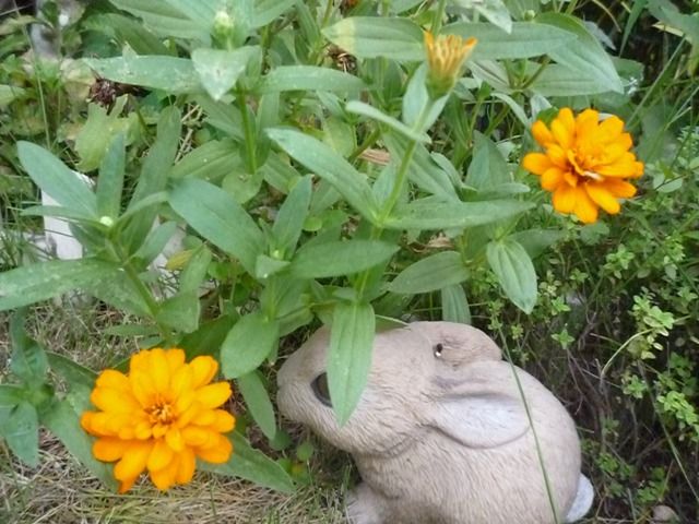 普通のジニア咲きました