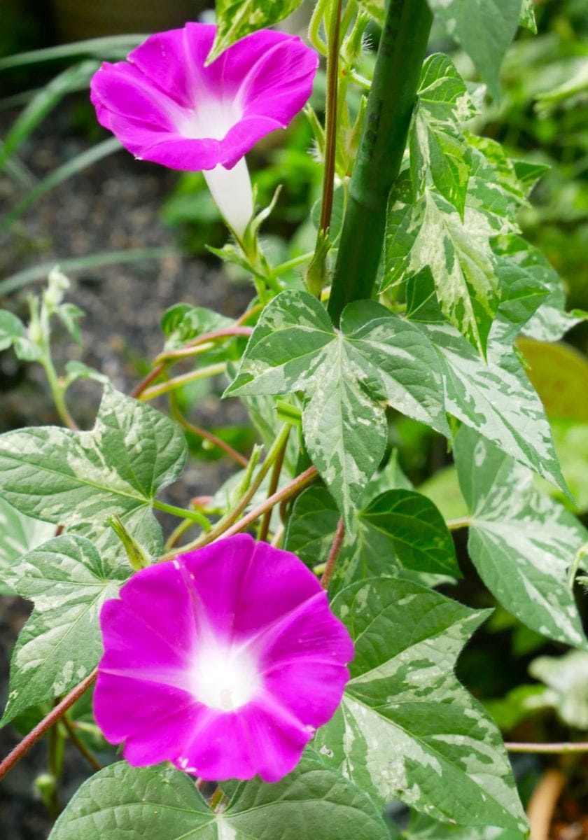 初開花の朝顔