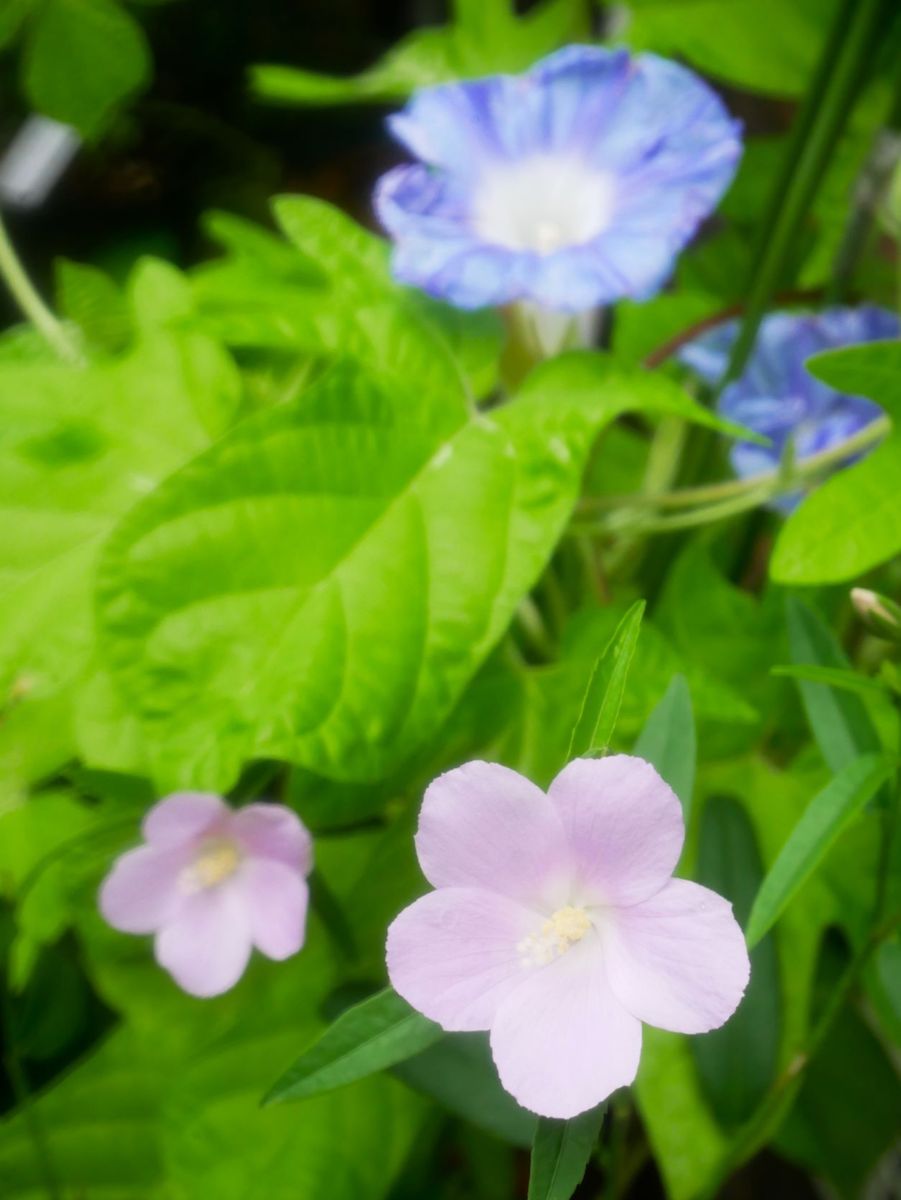 初開花の朝顔