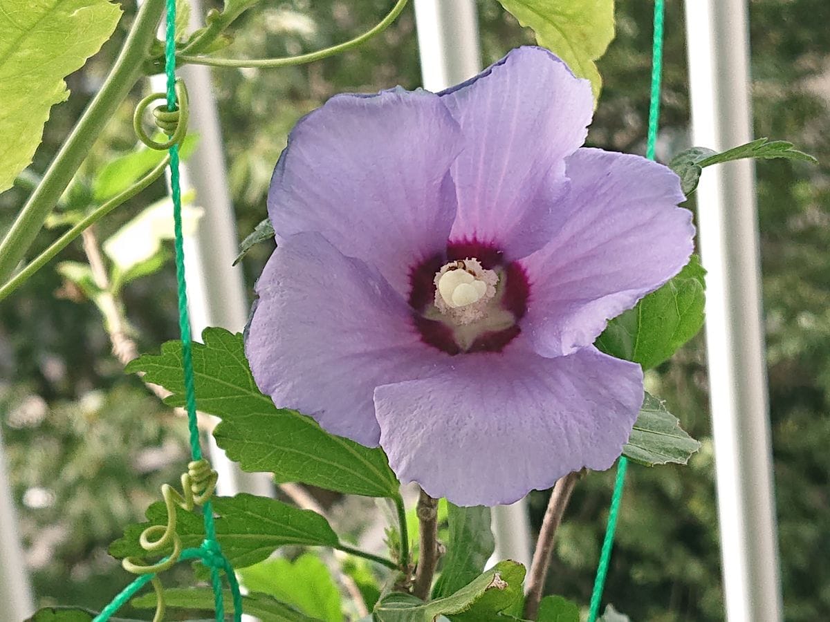 さて問題です☺️次の花はなんでしょうか？