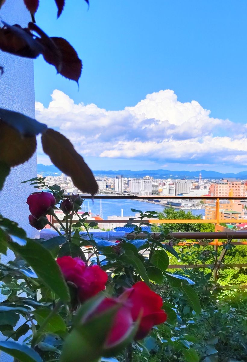 青空の入道雲と花