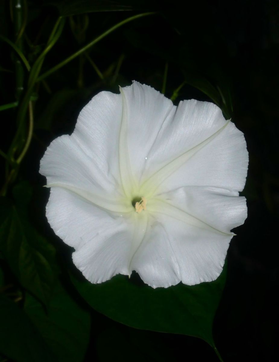 夜顔、開花しました～✨✨