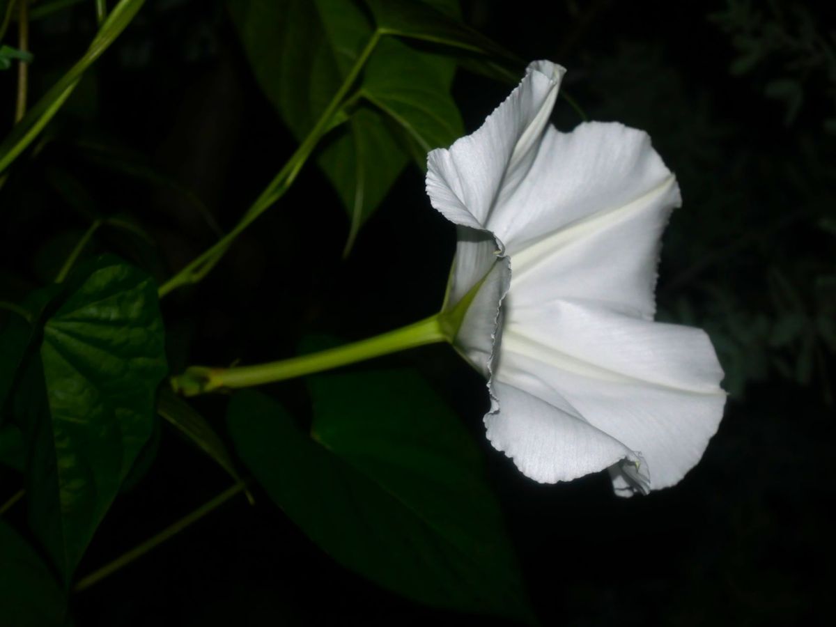 夜顔、開花しました～✨✨