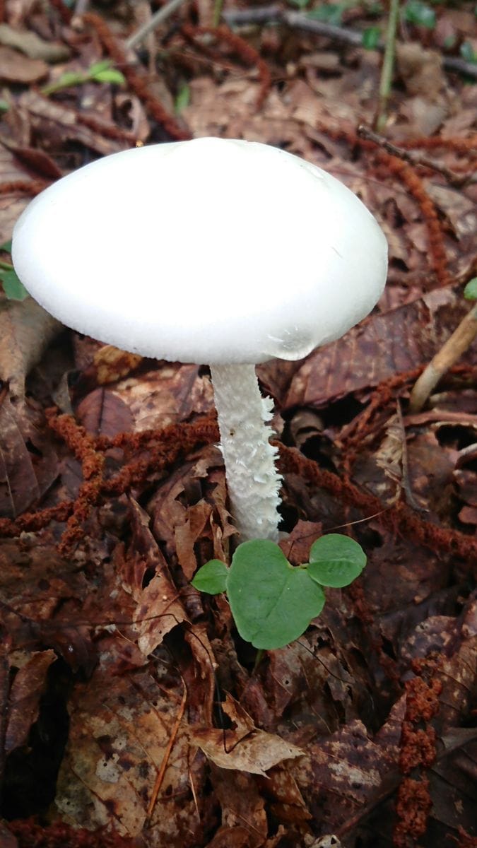 高峰高原のキノコたち🍄