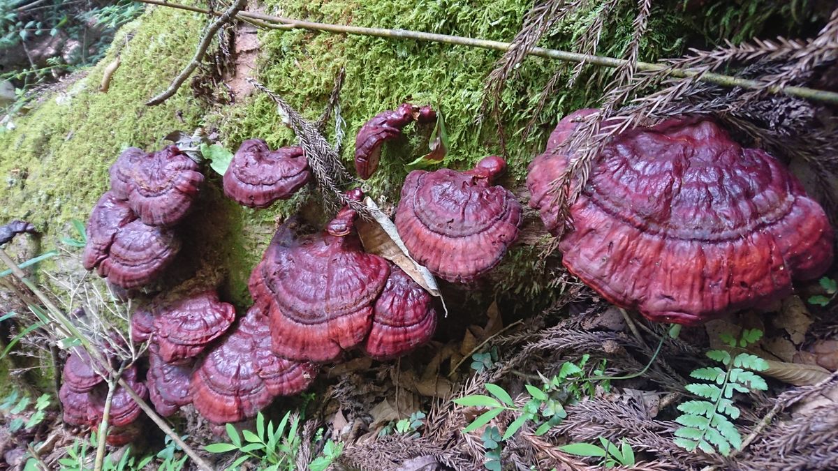 高峰高原のキノコたち🍄