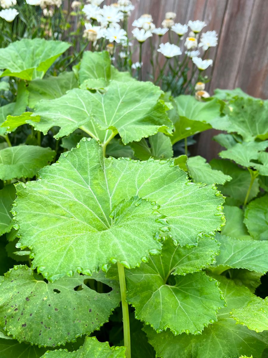 朝露に濡れて‥‥✨💚✨