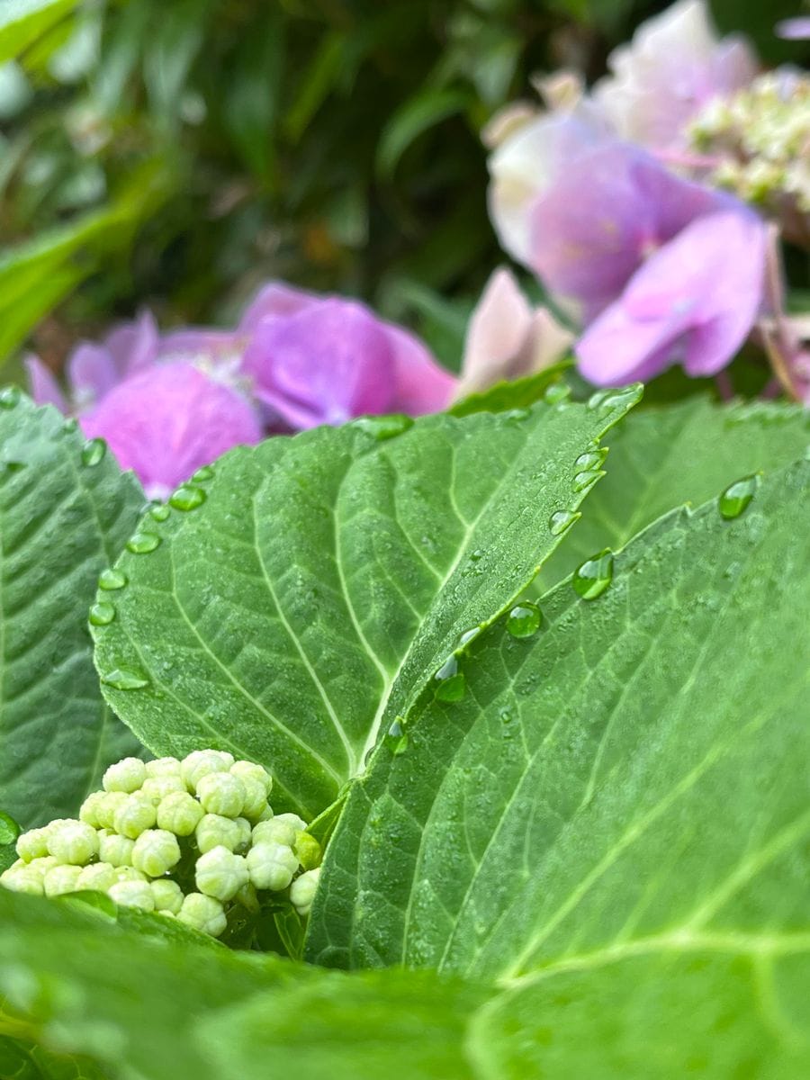 朝露に濡れて‥‥✨💚✨