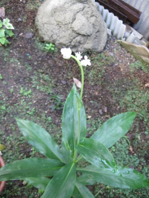 教えて！　何の花？