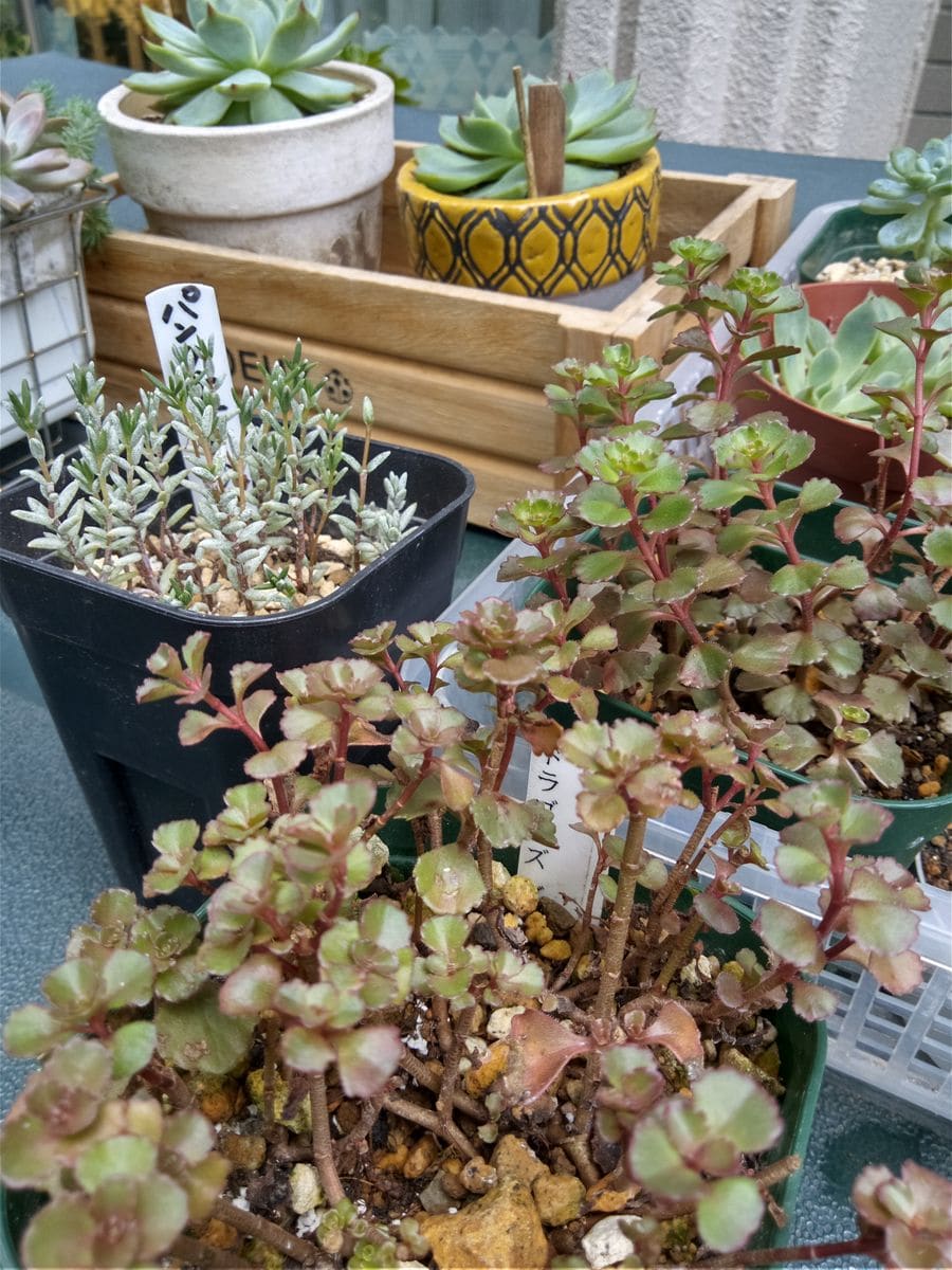 今日の多肉たち🌵