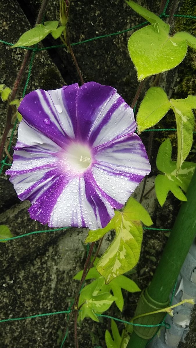 8月の花