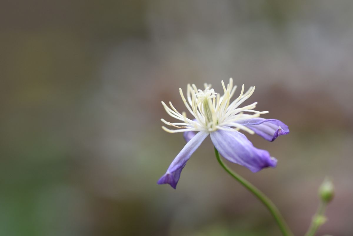 小さなお花たち