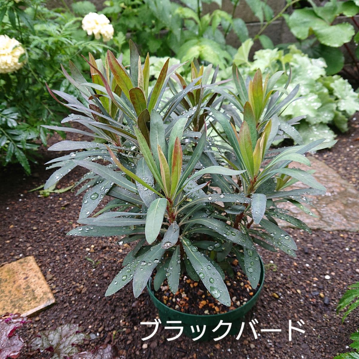 ずっと雨🌧️