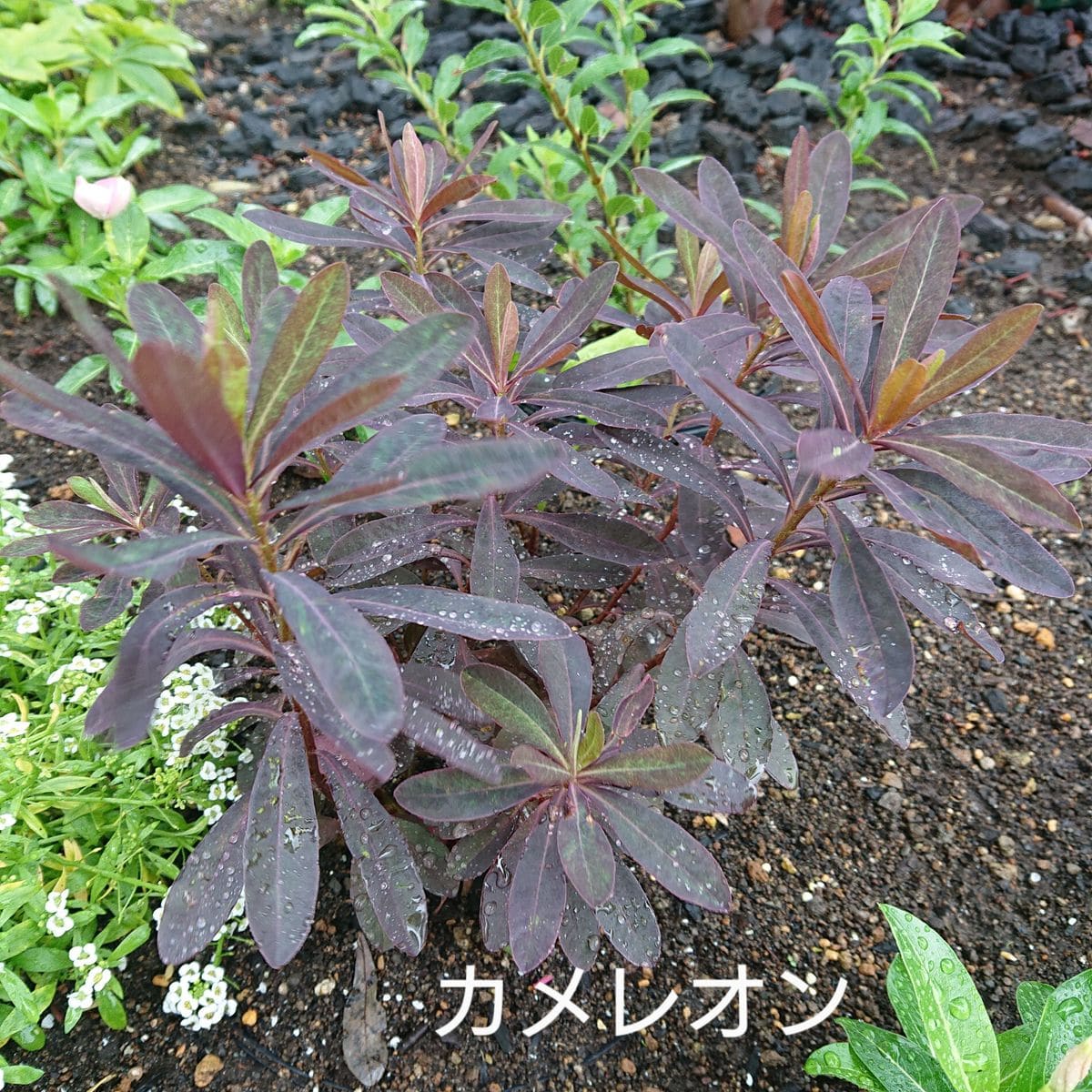 ずっと雨🌧️