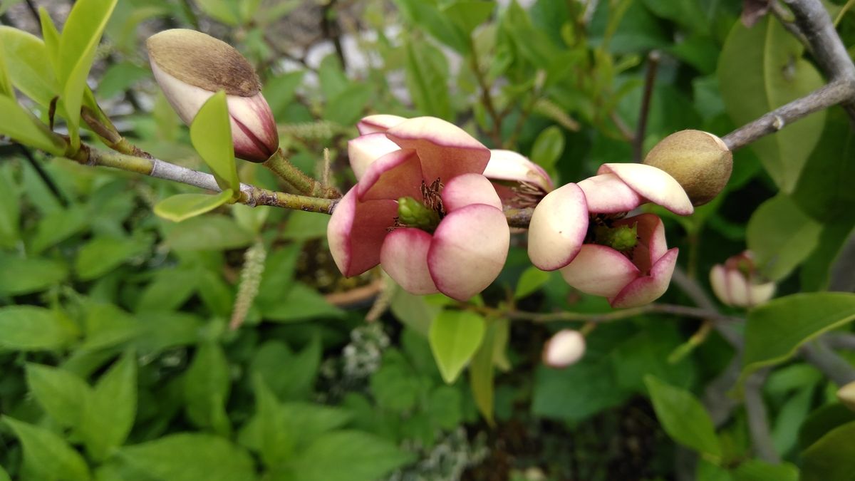 よく分からない木-紅花オガタマ