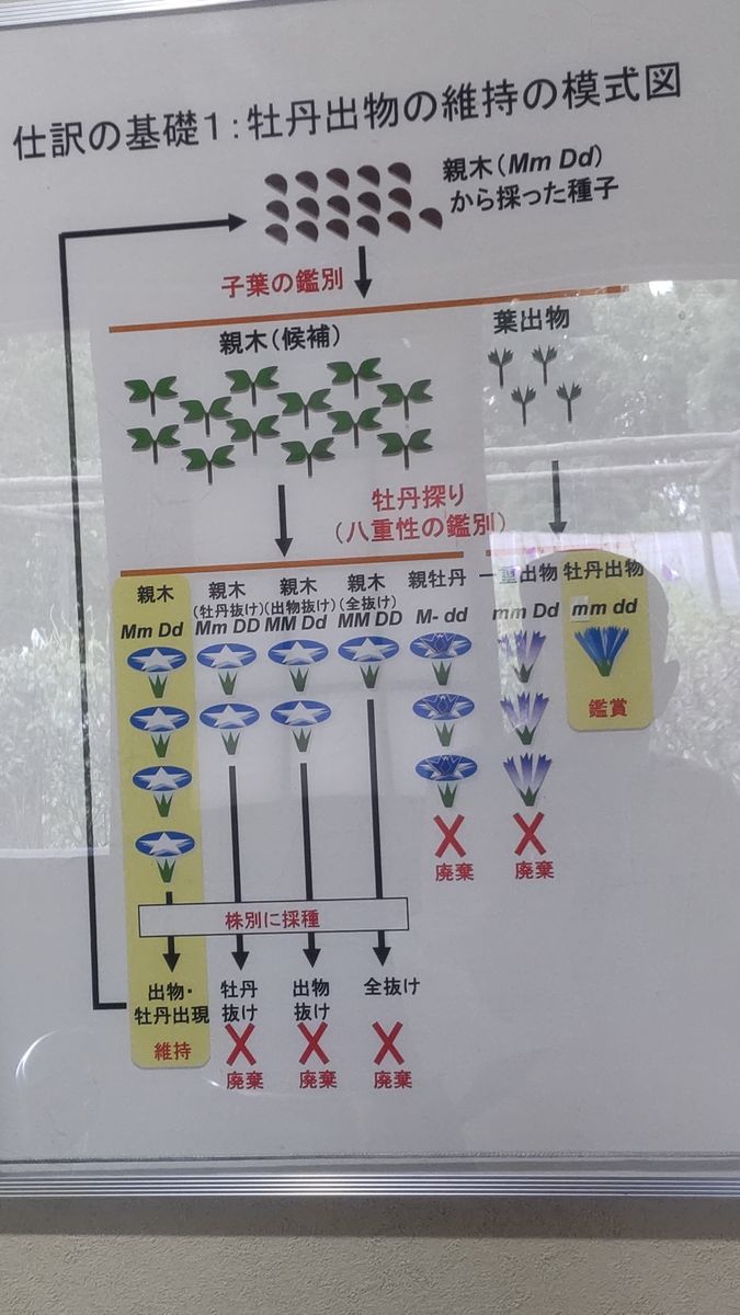 歴博　朝顔　２０２２－５