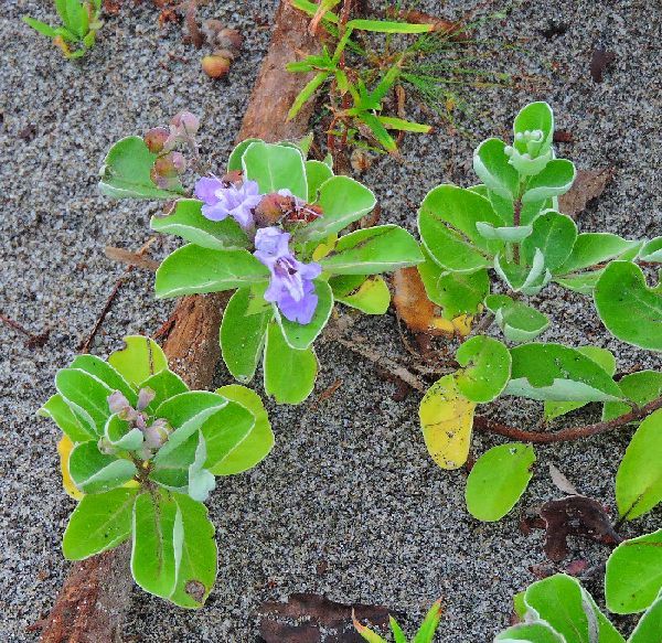 浜の花～ハマゴウ