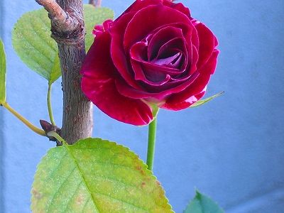 イチョウの紅葉もすすんで、、、薔薇の花も