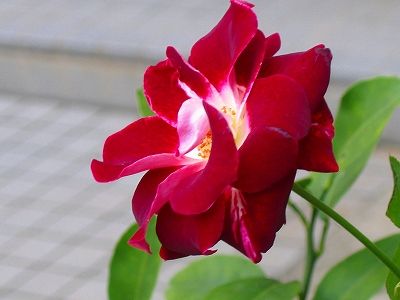 イチョウの紅葉もすすんで、、、薔薇の花も