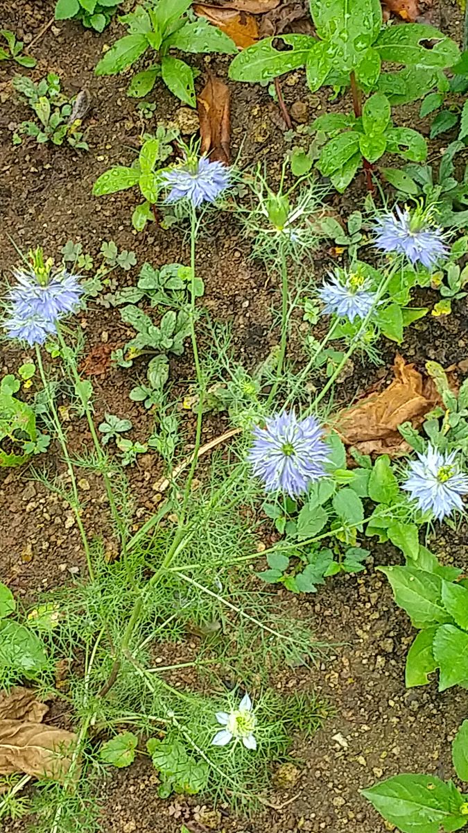 今日朝の外の花