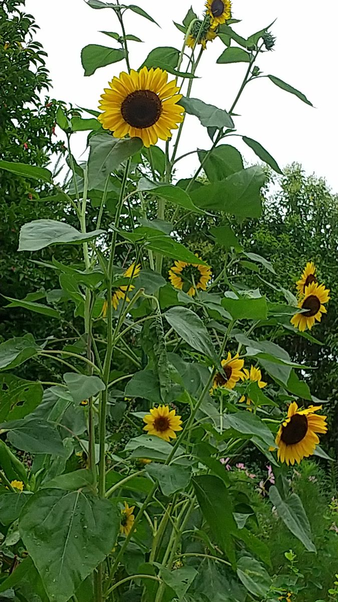 今日朝の外の花