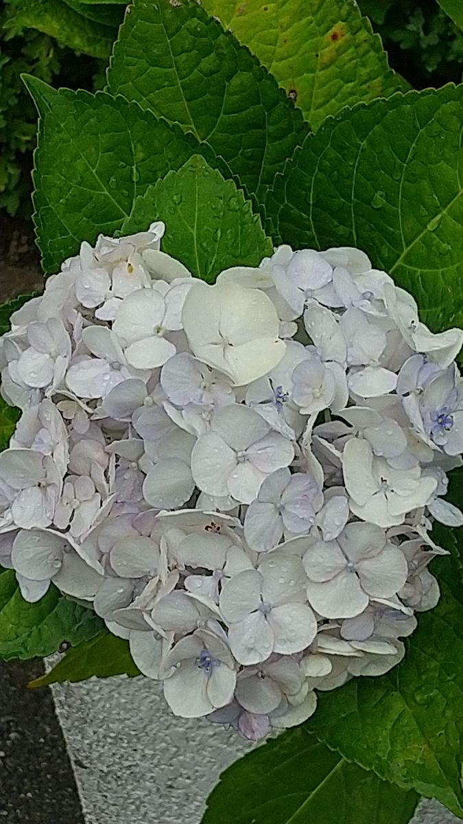 今日朝の外の花