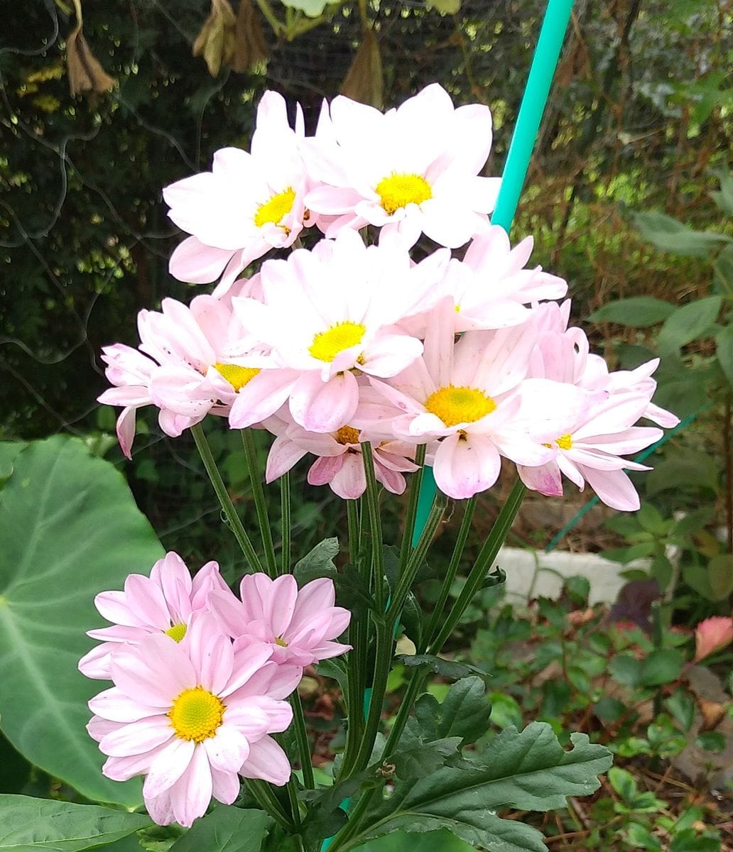 8月の花💮🌹ピンクの花