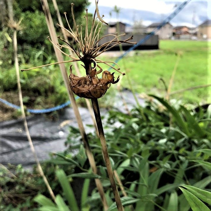 マイガーデンもラストサマー夏の終わりを告げる今朝のお花