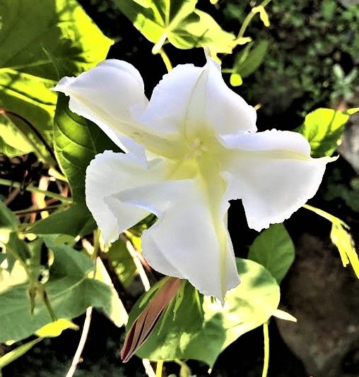 今年もヨルガオ(白花夕顔)の季節が来ました。