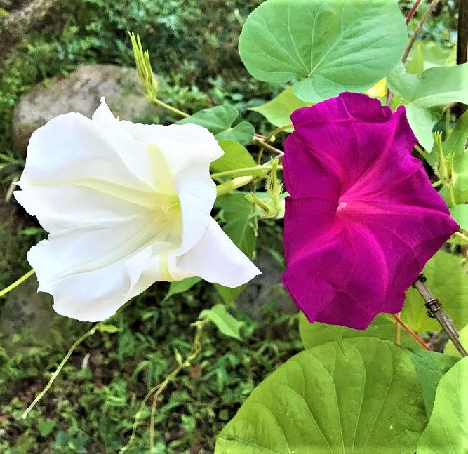 今年もヨルガオ(白花夕顔)の季節が来ました。