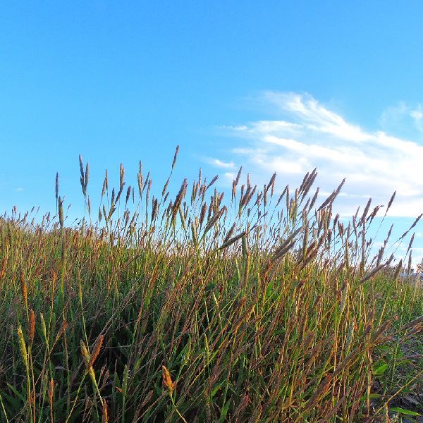 浜の植物