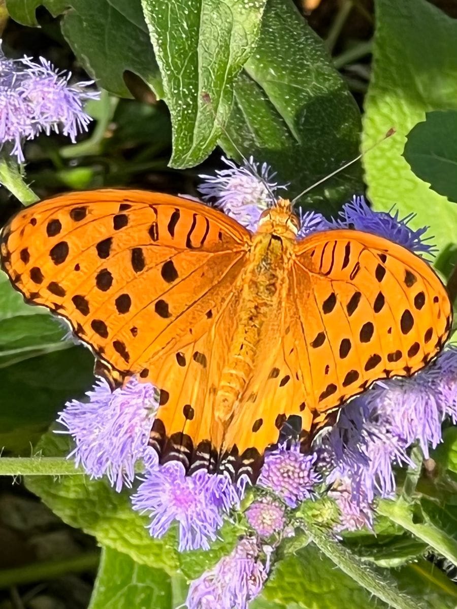 ツマグロ豹紋蝶の吸蜜