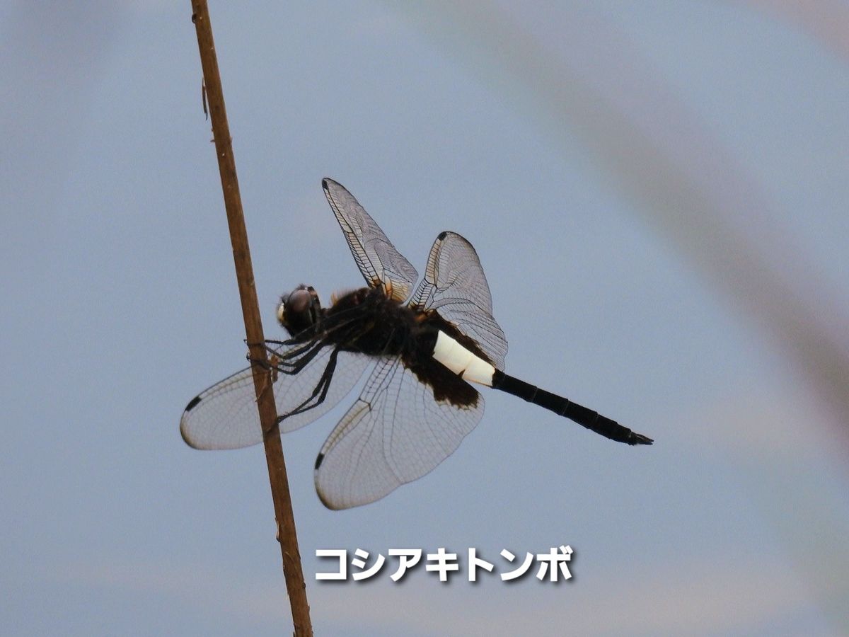 秋の気配を感じる様になりました。