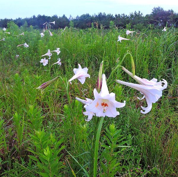 高砂ユリの群生