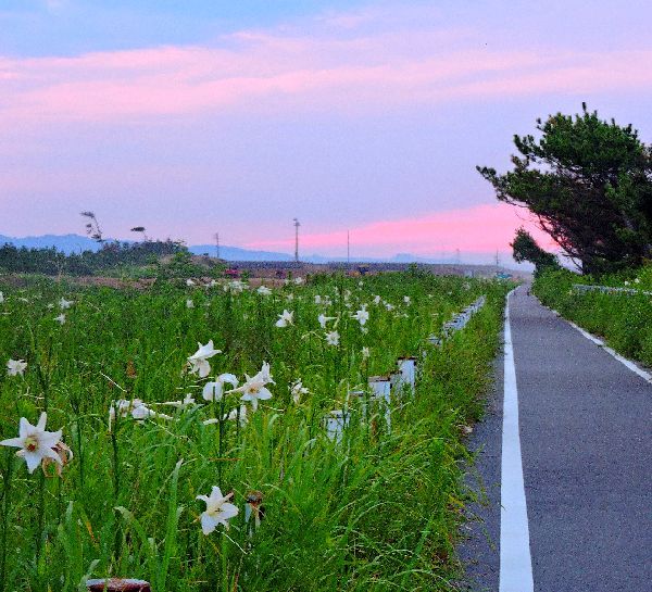 高砂ユリの群生