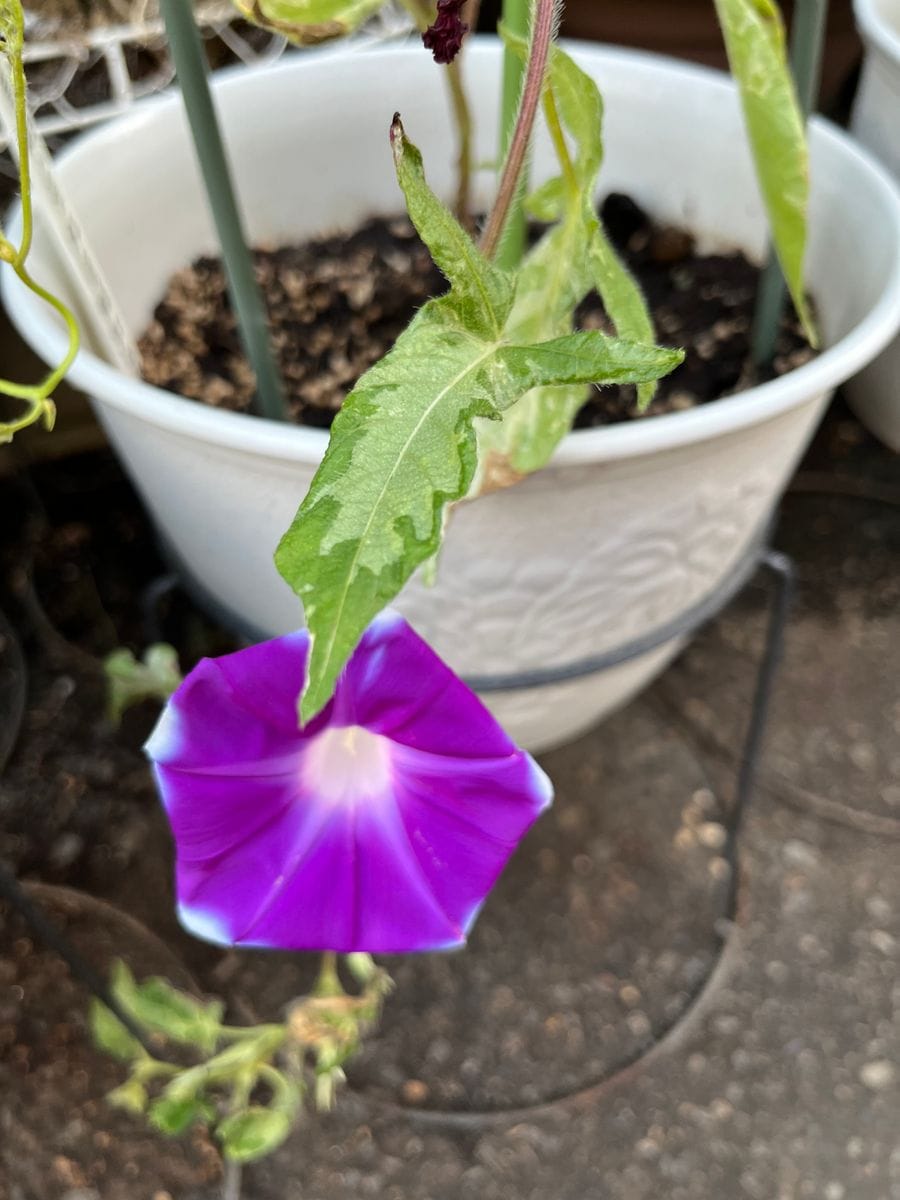 松の雪の初花