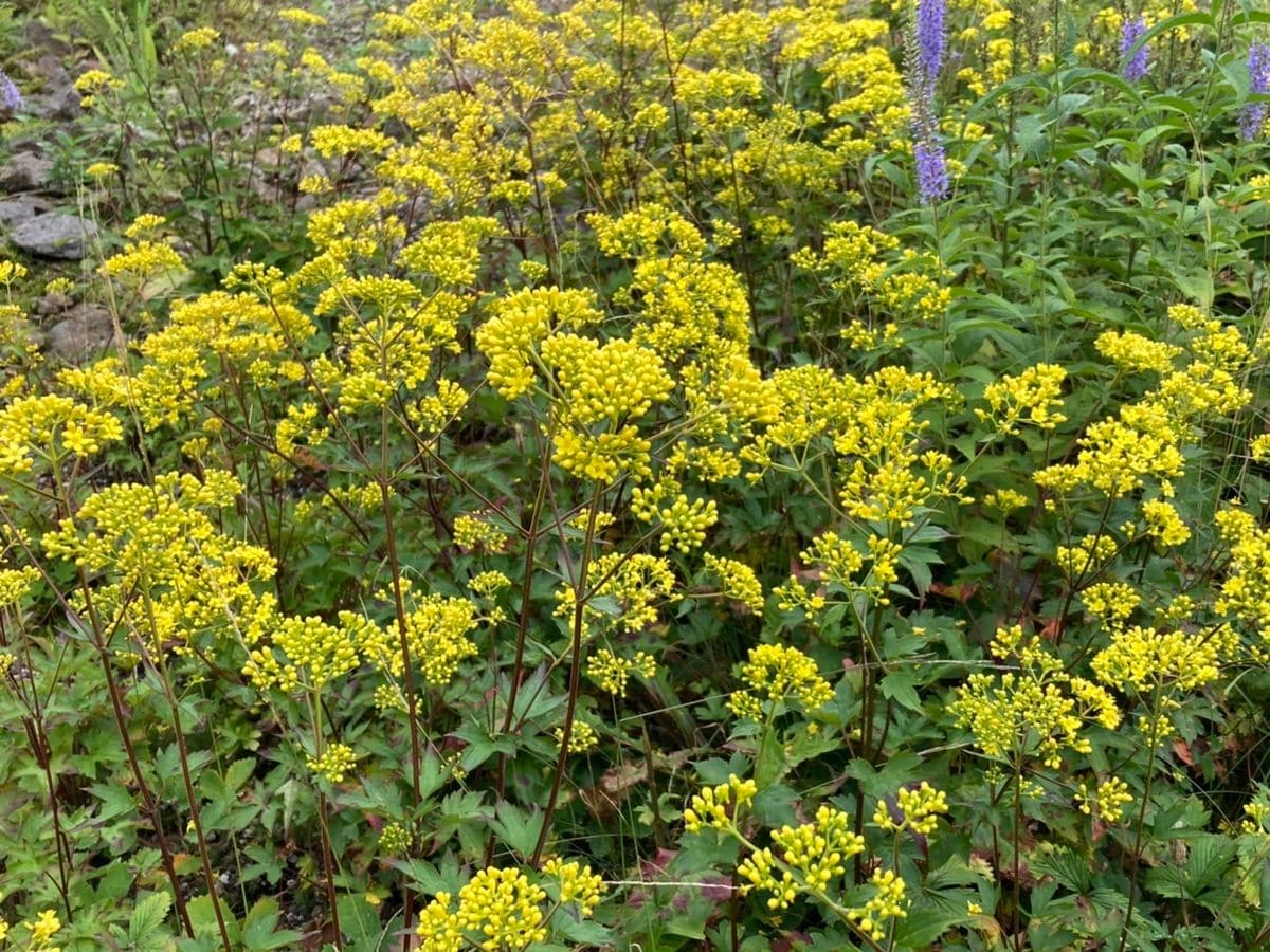 【白馬五竜高山植物園】秋の花が咲いてきました