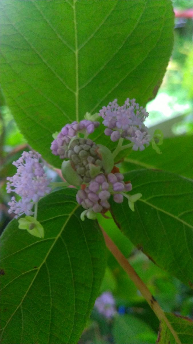 晩夏の玉紫陽花