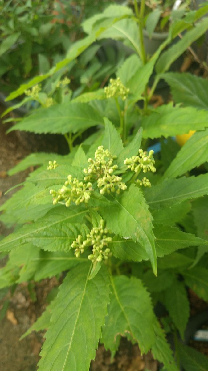 もう１つの晩夏の紫陽花