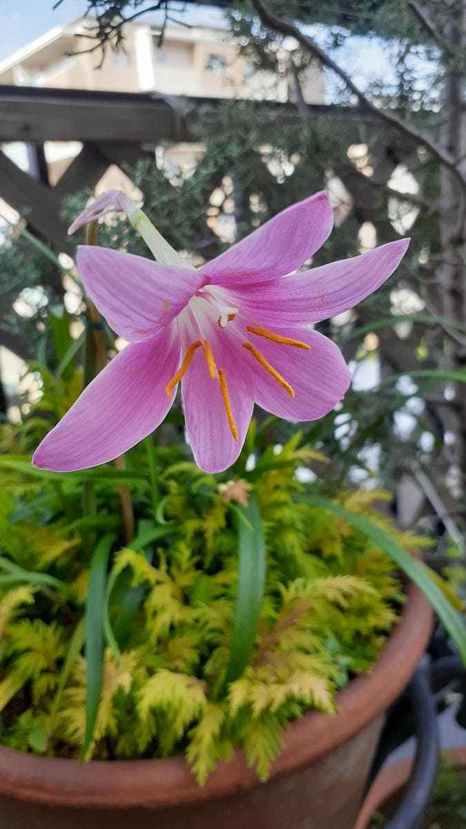 ふくおかルーバルガーデン６～残暑🍇🍉🍹の庭たより…ゼフィランサスの花、まだかな❗トケイソウの開花～💕