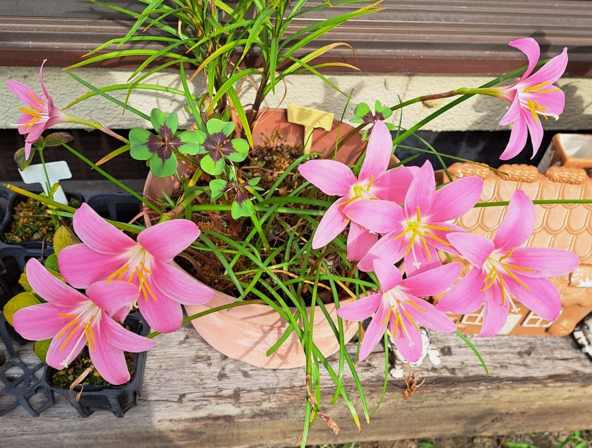 チンアナゴ、咲いた（リンクは虫）