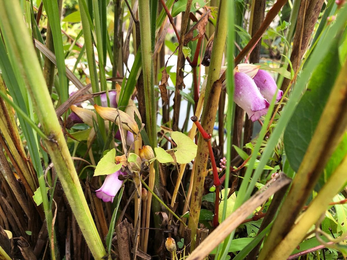 ナンバンギセルの花