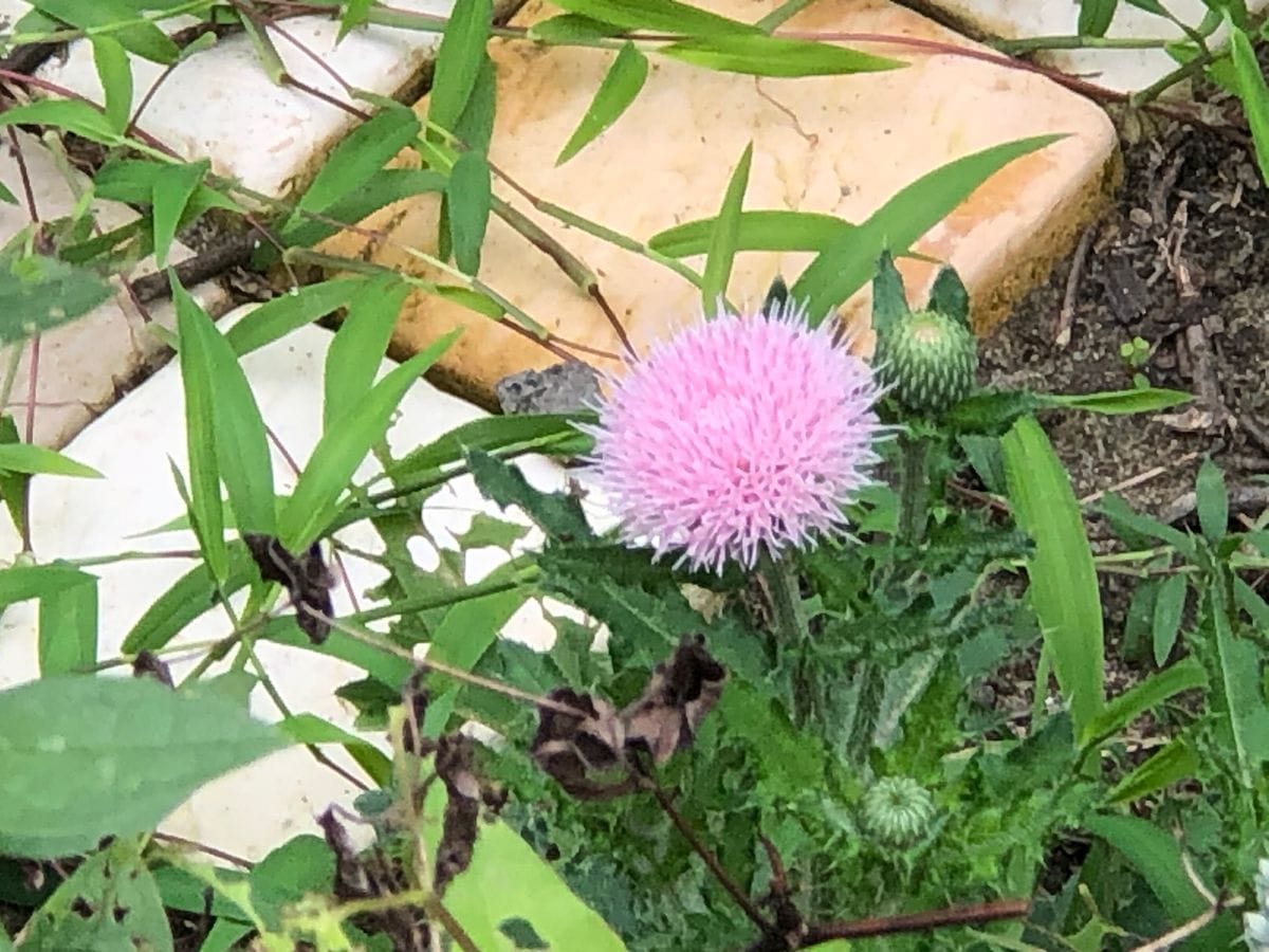ナンバンギセルの花