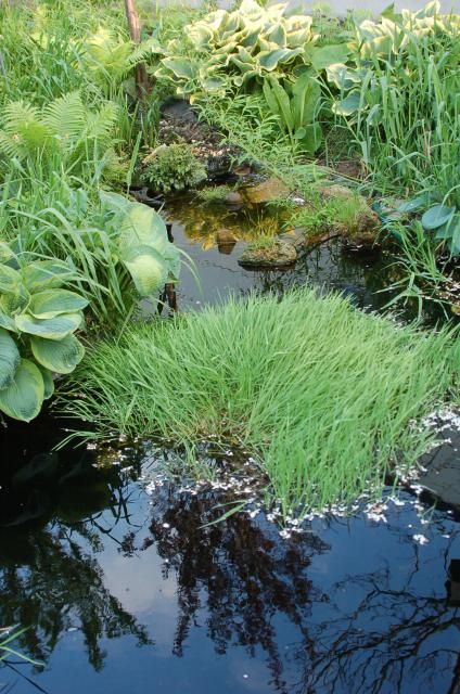 暑いと水辺が恋しい