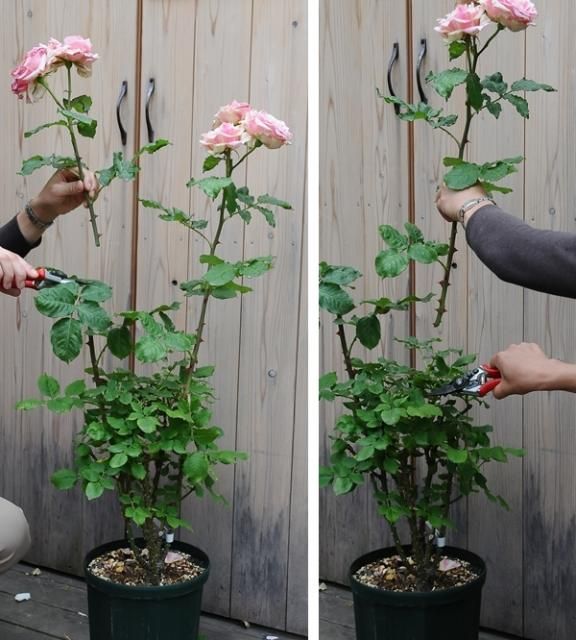 花後の剪定位置　決まりはないです。