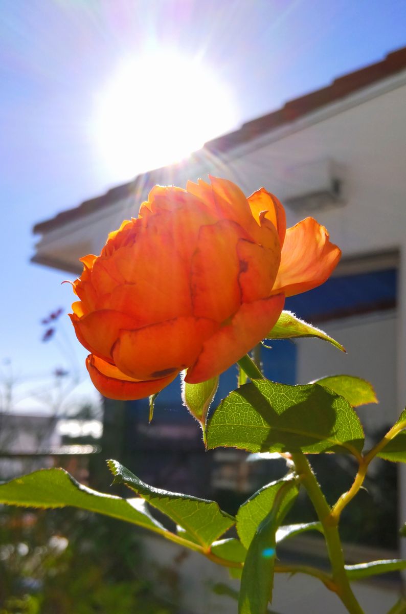 晴天の花🌅