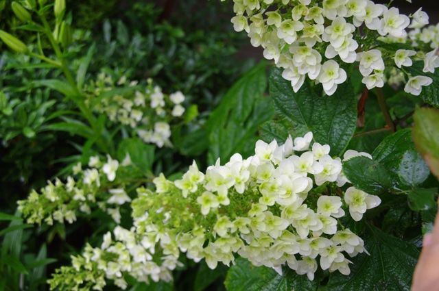 とちぎ花センター