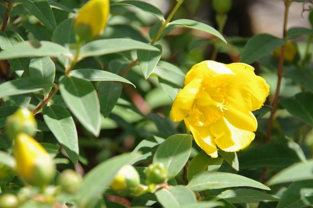 とちぎ花センター