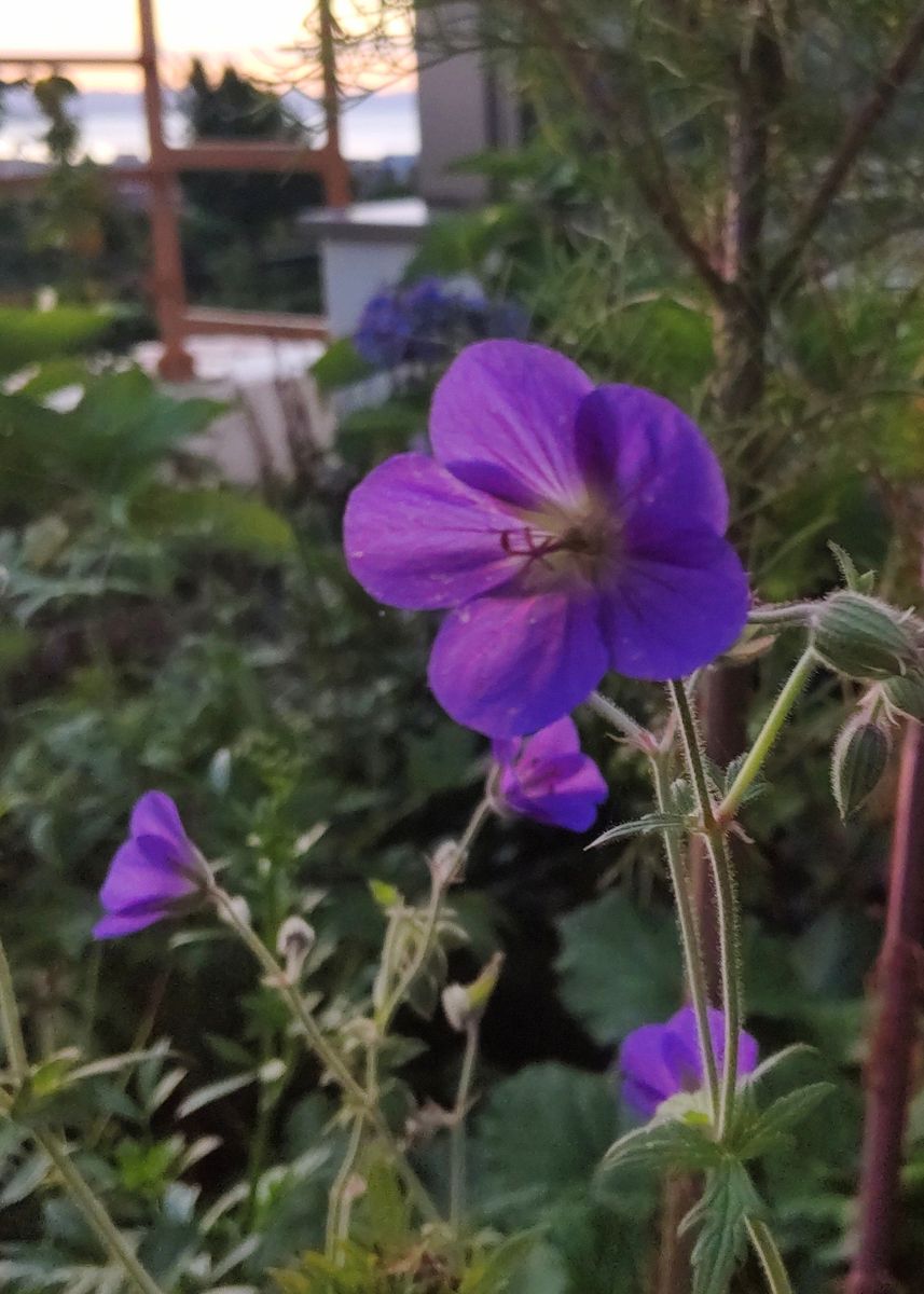 朝の紫色の花💠