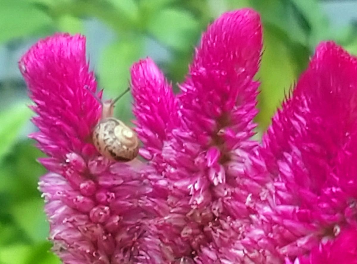 我が家の花以外のいろいろ