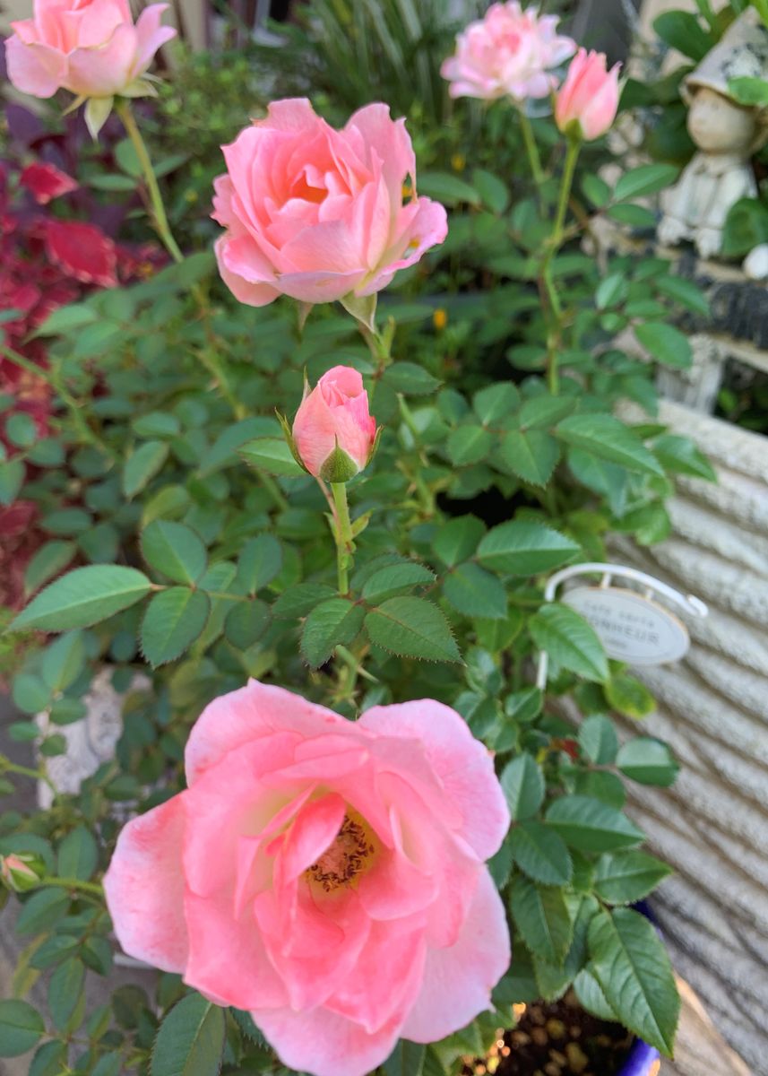 お気に入りの花、再び開花。。